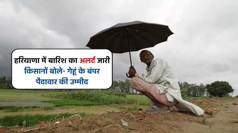 Rain In Haryana Weather Update: हरियाणा में बारिश का अलर्ट जारी, किसानों बोले- गेहूं के बंपर पैदावार की उम्मीद