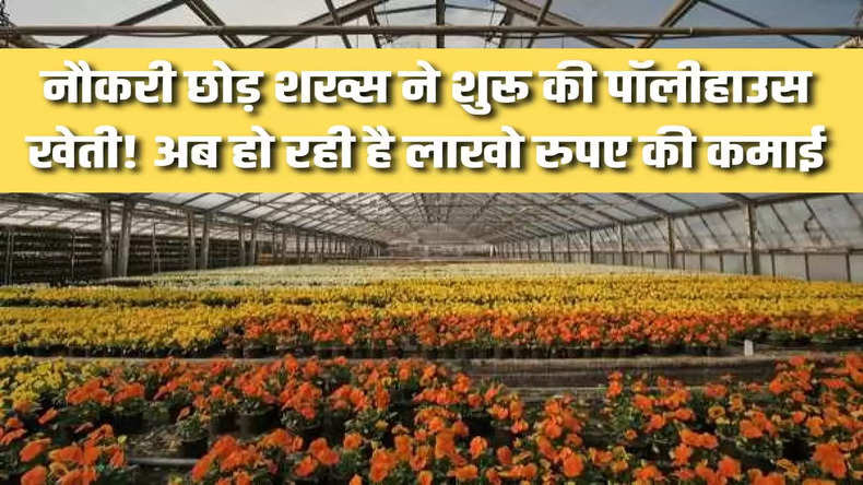 नौकरी छोड़ शख्स ने शुरू की पॉलीहाउस खेती! अब हो रही है लाखो रुपए की कमाई, जानिए सफलता की पूरी कहानी